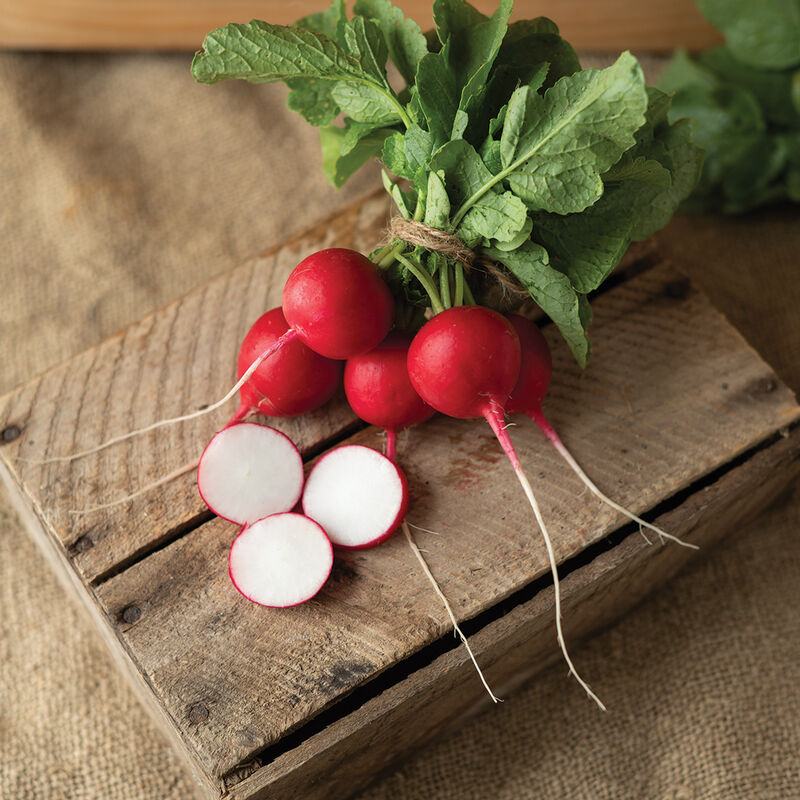 Donato – Radish Seed