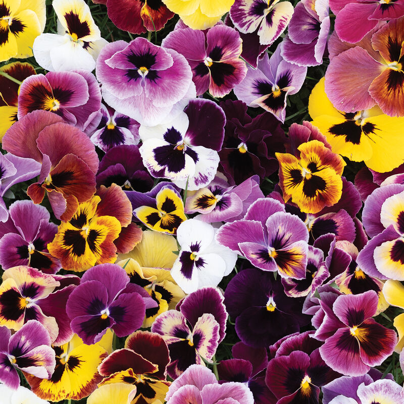 Aalsmeer King Size Mix – Viola Seed