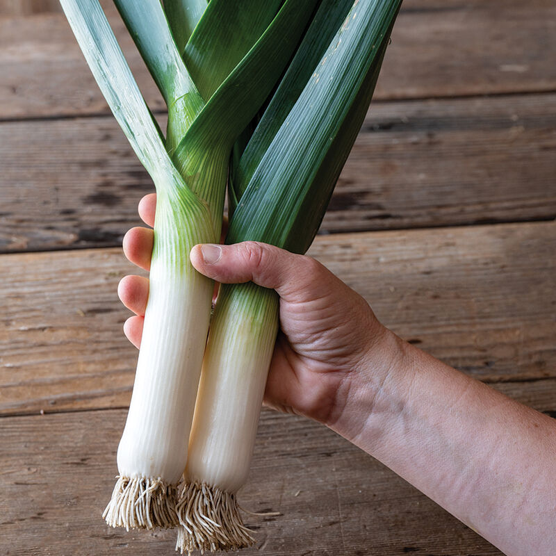 Oslo – Organic Leek Seed