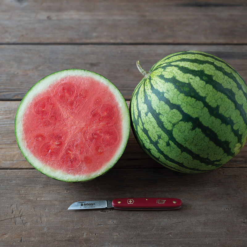 Onza – Seedless Watermelon Seed