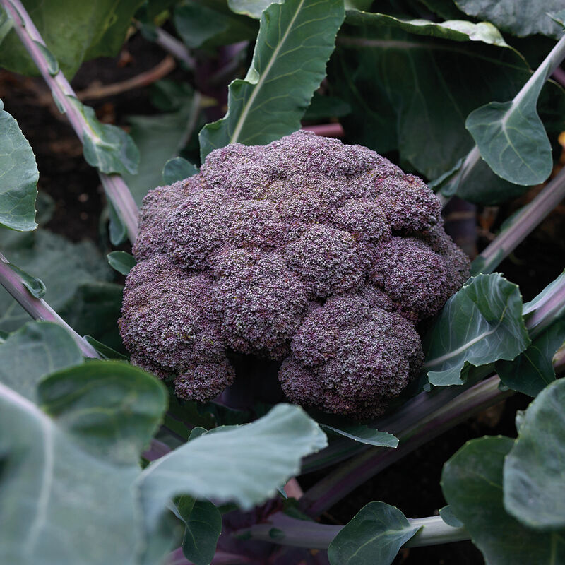Purple Magic – Broccoli Seed