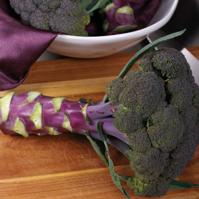 Purple Magic – Broccoli Seed