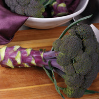 Purple Magic – Broccoli Seed
