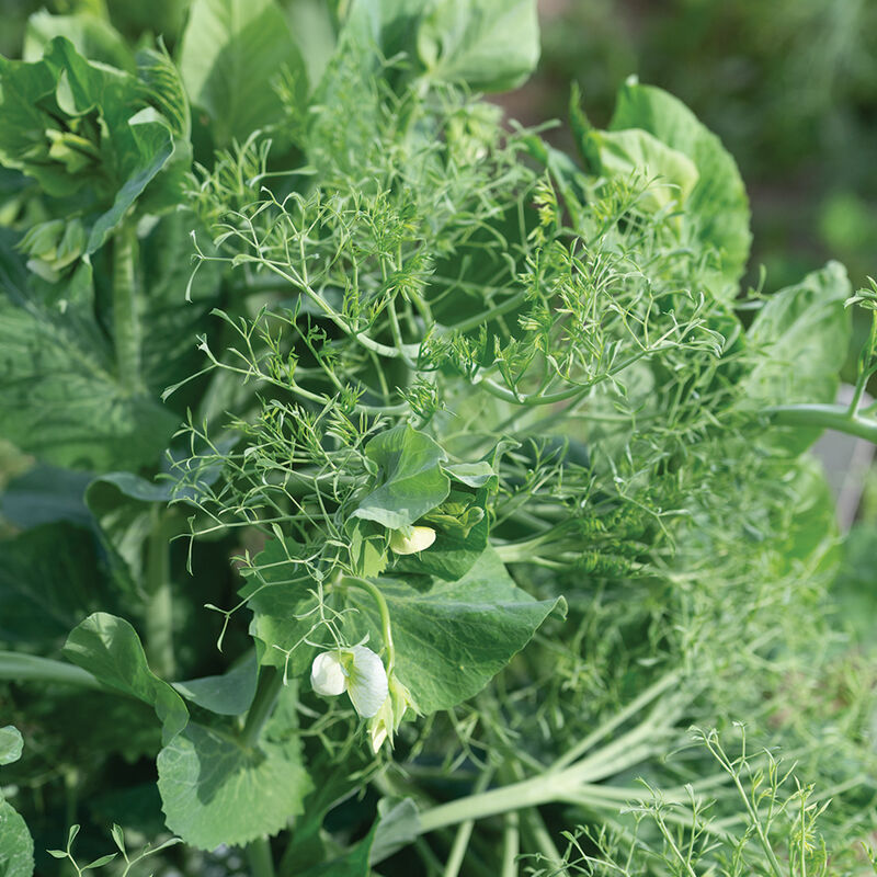 Parsley Pea – Pea Seed