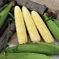 Sweet Corn Seeds
