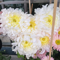 Yellow Giant Chrysanthemum Seeds