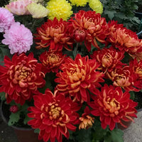 Red Giant Chrysanthemum Seeds