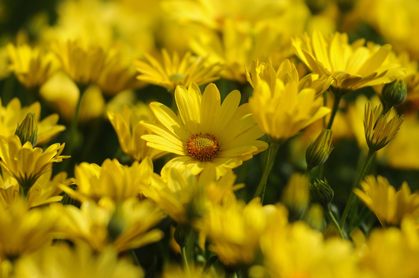 Seedling 5 Pack- Osteospermum- Tradewinds Yellow
