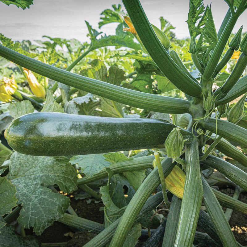 Kefren – Zucchini Squash Seed