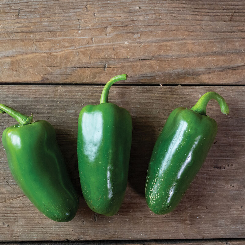 SVHJ5816 – Jalapeño Pepper Seed