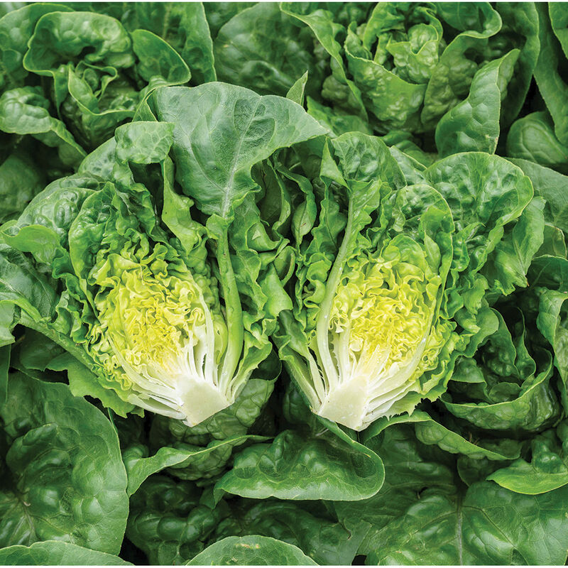 Gatsbi – Lettuce Seed