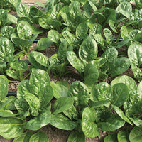 Gerenuk – Spinach Seed