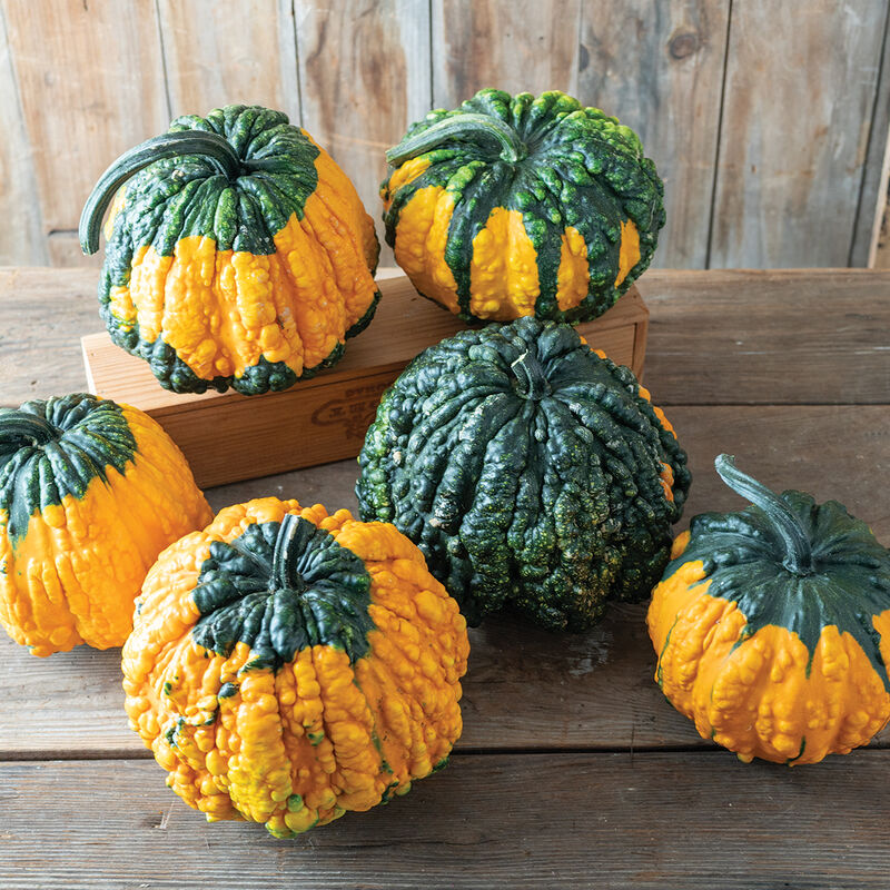 Hoargarth – Gourd Seed