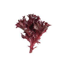 Catalina – Organic Lettuce Seed