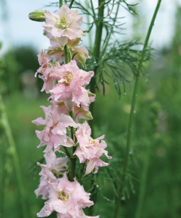 Galilee Mixture – Organic Larkspur Seed