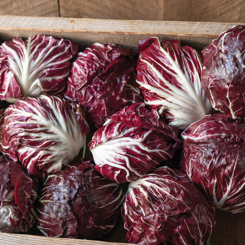 Speeder – Radicchio Seed
