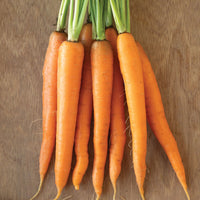 Caravel – Organic Carrot Seed