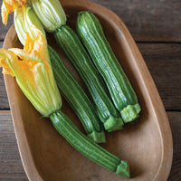 Pantheon – Film-Coated Zucchini Squash Seed