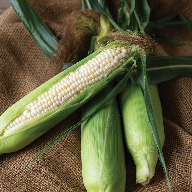 Natural Bright XR – Organic Corn Seed