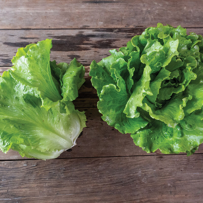 Reno – Lettuce Seed