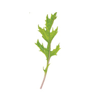 Ember – Mizuna Seeds