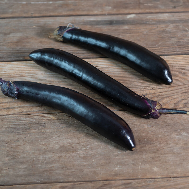 Shinkansen – Eggplant Seed