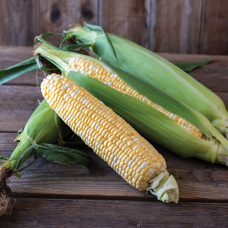 Troubadour XR – Corn Seed