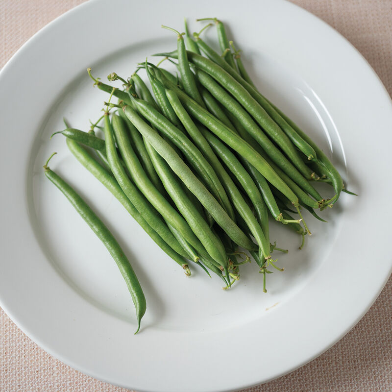 Red Tail – Organic Bean Seed