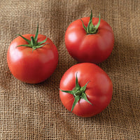 PinkID – Tomato Seed
