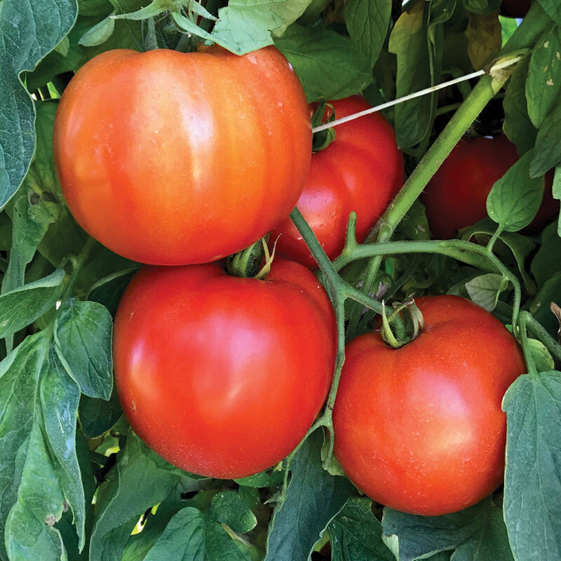 STM 2255 – Tomato Seed