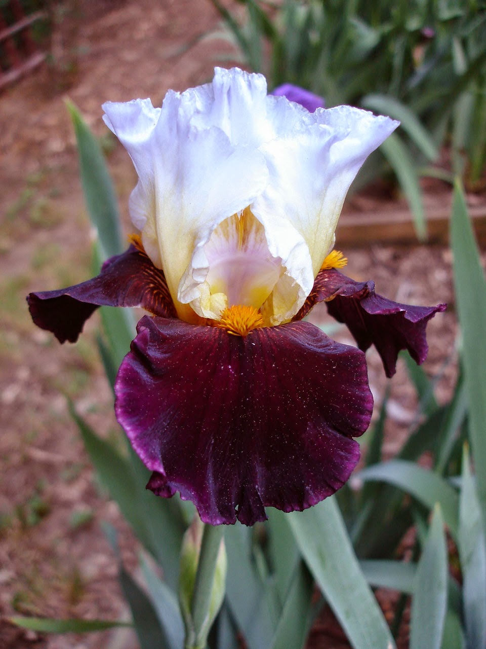 Twist of Sheree Reblooming Bearded Iris Seeds