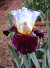 Twist of Sheree Reblooming Bearded Iris Seeds