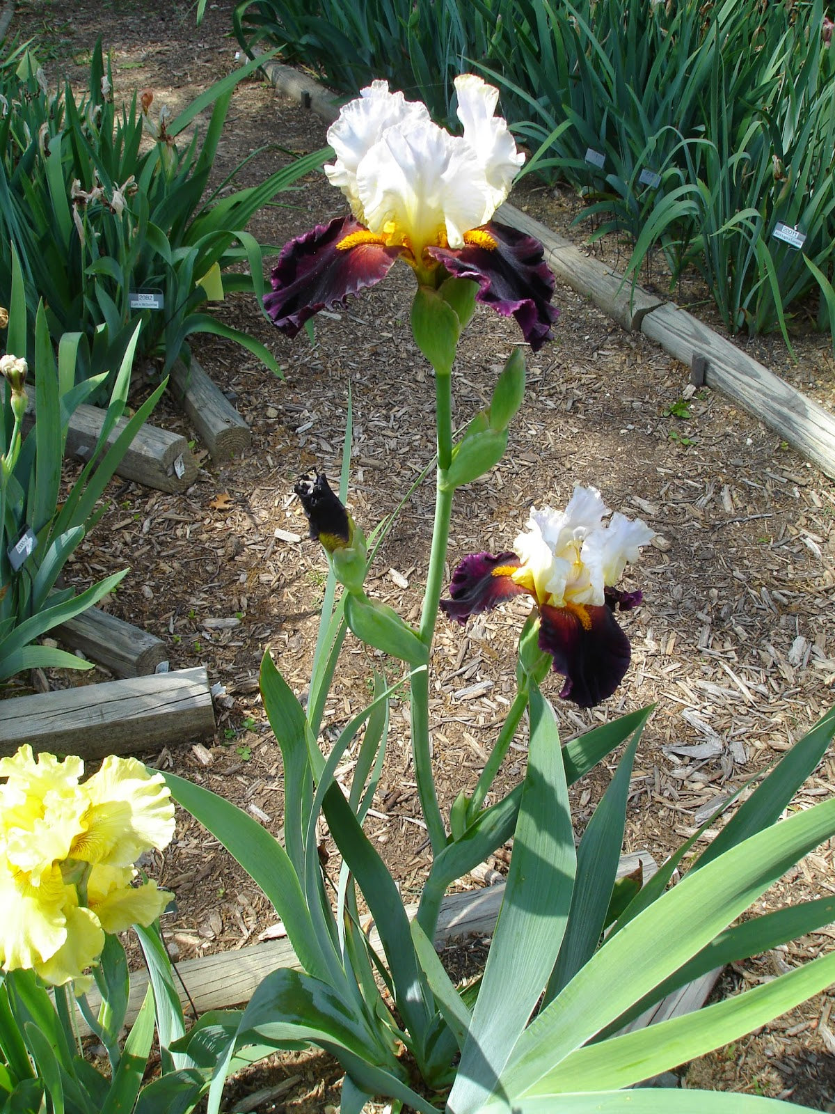 Twist of Sheree Reblooming Bearded Iris Seeds