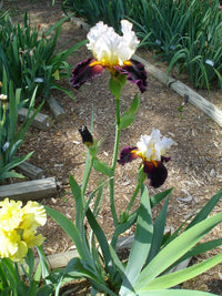 Twist of Sheree Reblooming Bearded Iris Seeds