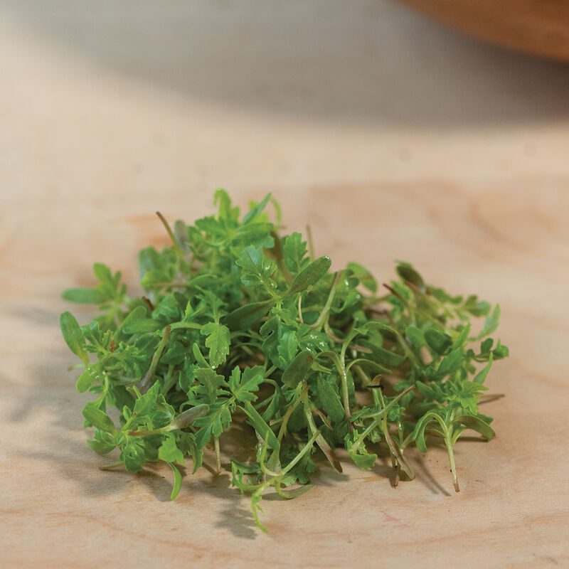 Marigold, Gem – Microgreen Seed