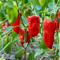 Lunchbox Red – Organic Snack Pepper Seed