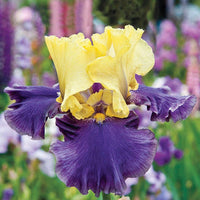 Jurassic Park Reblooming Bearded Iris Seeds