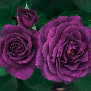 Ebb Tide Floribunda Rose