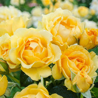Julia Child Floribunda Rose