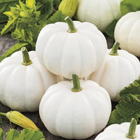 White pumpkin Cucurbita pepo seeds for planting in home garden