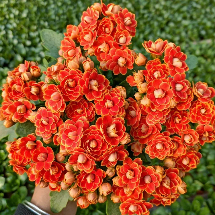 Kalanchoe - Longevity Flower Seeds