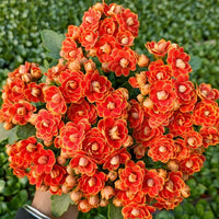 Kalanchoe - Longevity Flower Seeds