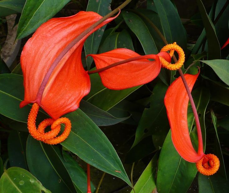 Heirloom Pigtail Anthurium Seeds – Non-GMO Tropical Flower Seeds for Planting