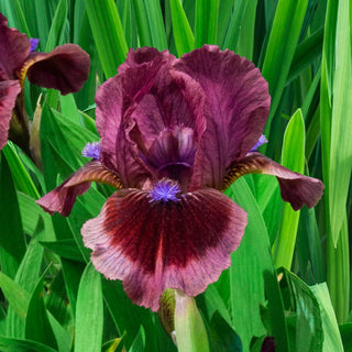 Cat's Eye Dwarf Bearded Iris Seeds