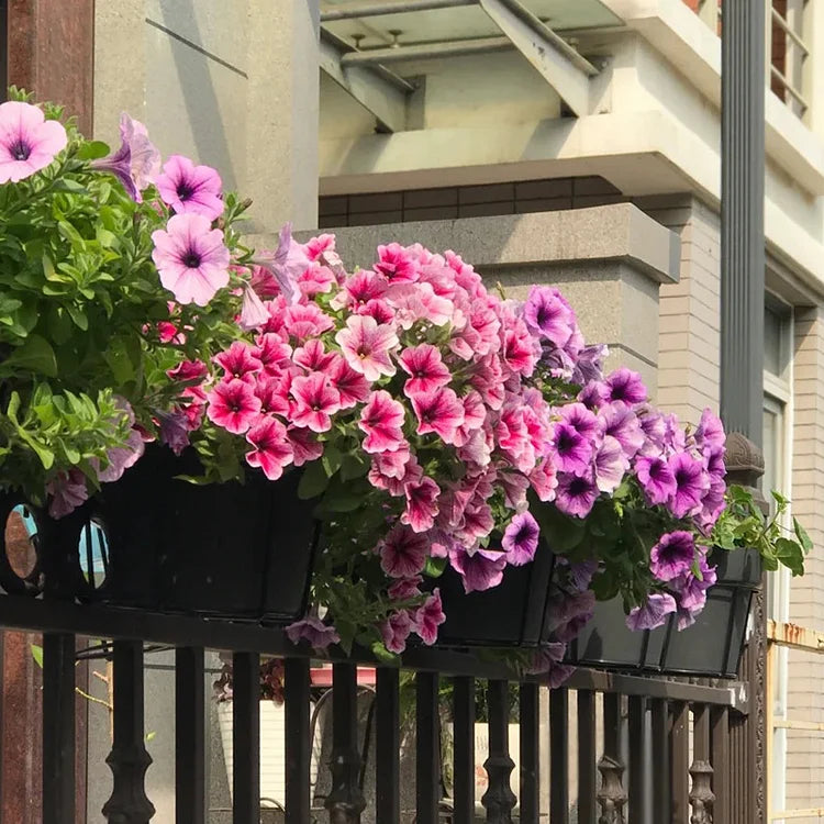 Mixed Color Petunia Flower Seeds
