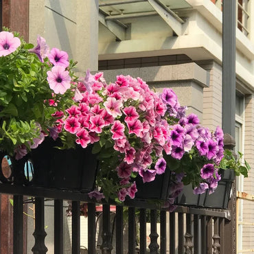 Mixed Color Petunia Flower Seeds