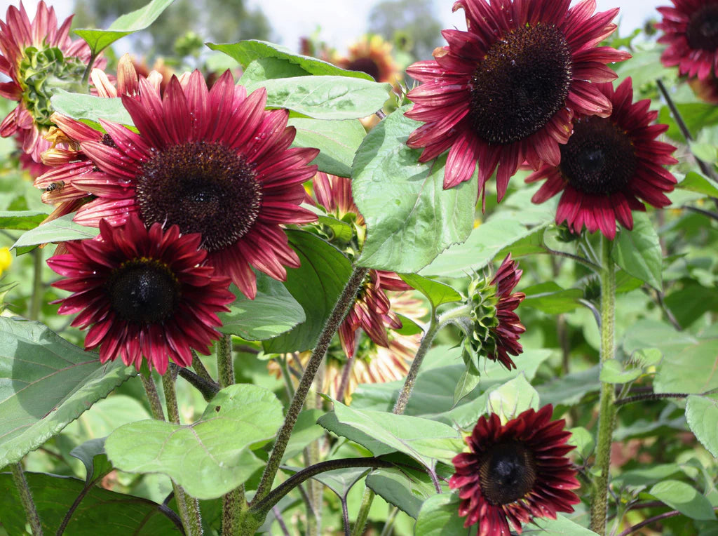 Sunflower- Compact Lilac Spray F1