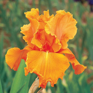 Orange Splash Bearded Iris Seeds