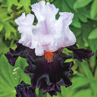Starring Bearded Iris Seeds