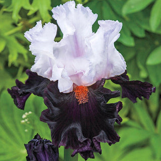 Starring Bearded Iris Seeds